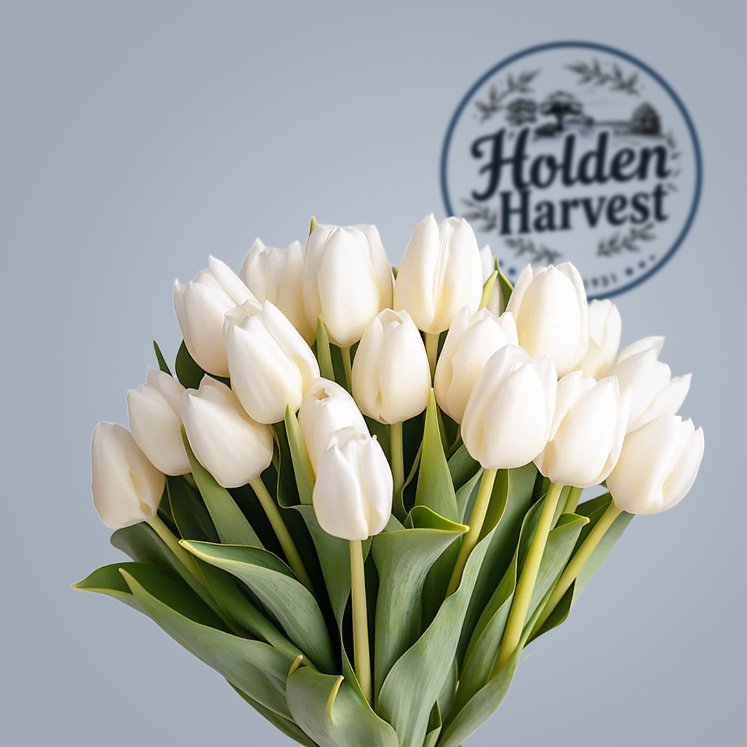 Tulip-white